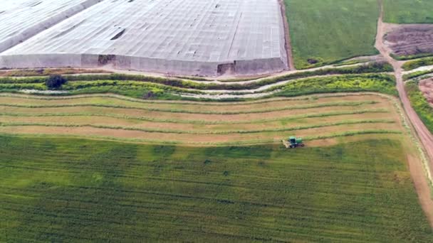 Combine Harvesting Wheat Silage Aerial View — стоковое видео