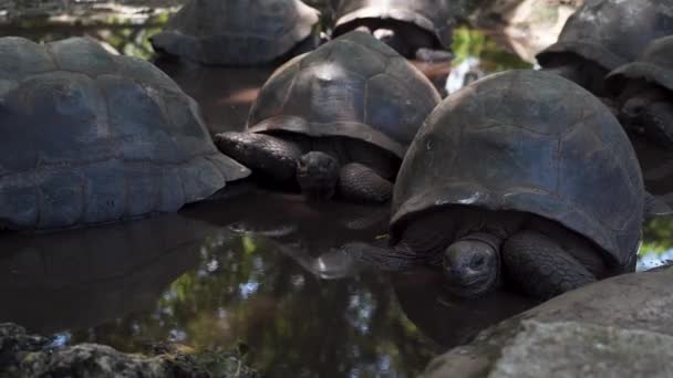 Groep Reuzenschildpadden Die Roerloos Rusten Het Water Schaduw — Stockvideo