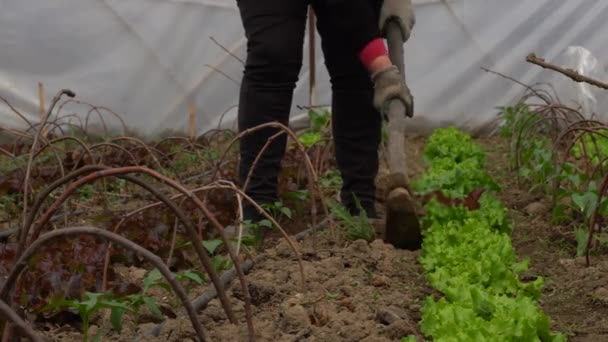 Bekerja Tanah Dengan Cangkul Menanam Selada Salad Kamar Bayi Dalam — Stok Video