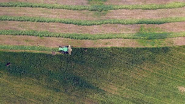 Combine Harvesting Wheat Silage Aerial View — Vídeo de Stock