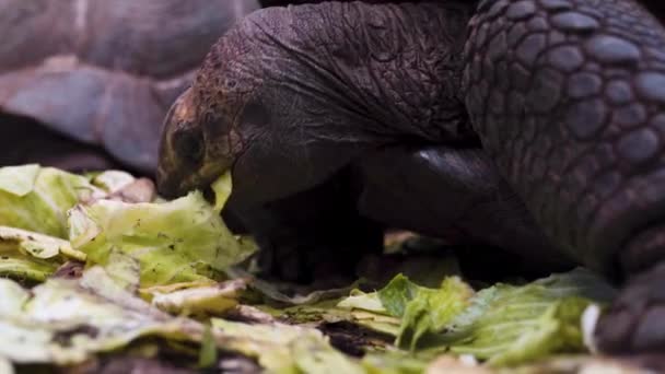 Giant Tortoise Hungrily Devouring Lettuce Leaves Close Shot — Video Stock