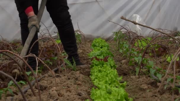 Casa Berçário Verde Com Salada Alimentos Orgânicos Trabalhando Solo — Vídeo de Stock