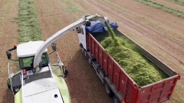 Wheat Silage Picking Process Post Harvest Truck Trailer Aerial View — Stock Video