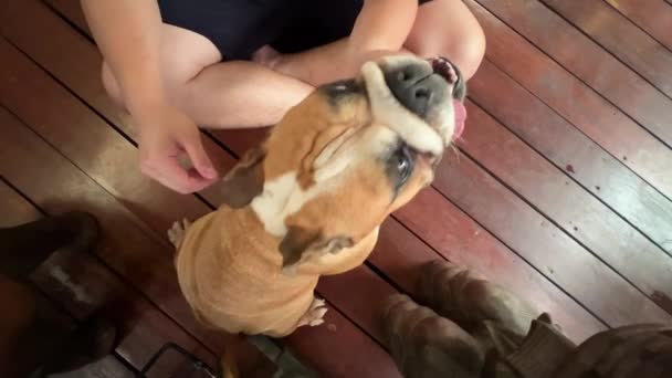 Straight View Very Enjoying English Bulldog Being Pat Scratch Love — Wideo stockowe