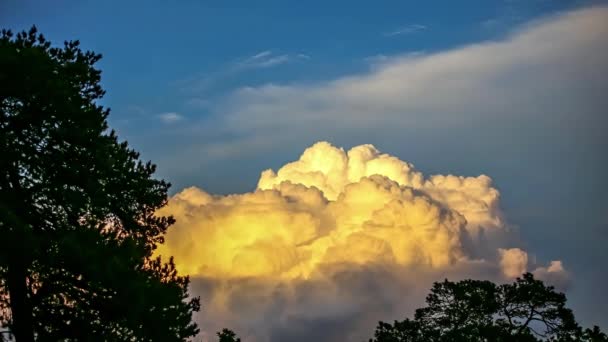 Moving Fluffy Cauliflower Cumulus Clouds Treetops Silhouette Blue Sky Early — Stock Video