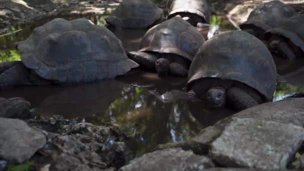 Grupa Żółwi Olbrzymich Spoczywających Cieniu Basenie Wodnym Dżungli — Wideo stockowe