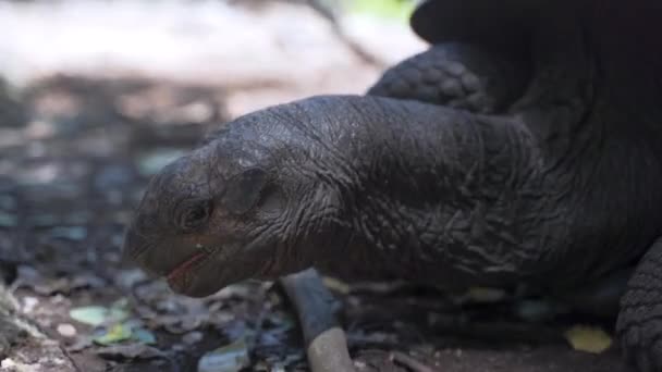 Giant Tortoise Trying Eat Plant Leaf Rainforest Ground — Vídeo de Stock