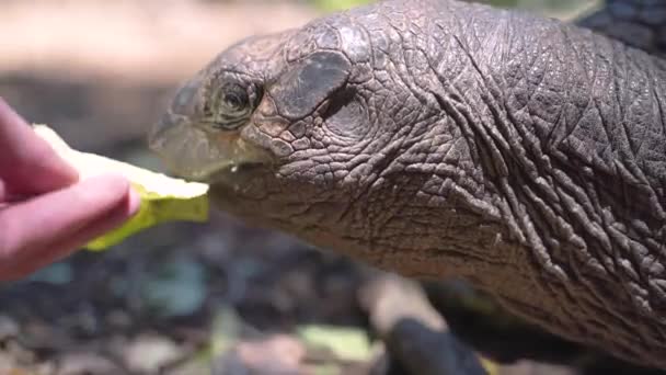 Hand Feeding Giant Tortoise Lettuce Close Shot — Vídeo de Stock