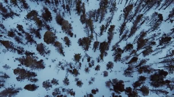Shora Dolů Pohled Borovice Zimě Během Modré Hodiny Salida Colorado — Stock video