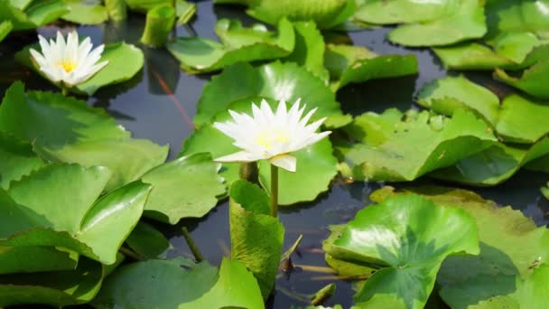 Hermosa Flor Loto Blanco Estanque Loto — Vídeos de Stock