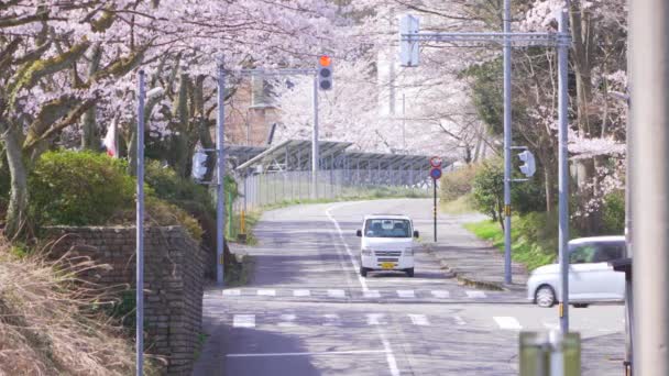 在神奈川市的麻原树为背景 卡车和汽车通过的麻原树季节 在日本交通中被射杀 — 图库视频影像