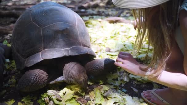 Woman Hat Petting Giant Tortoise Eating Lettuce Leaves — стоковое видео