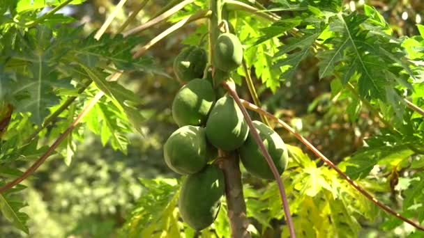 在热带果园种植的一棵树上生长着一丛丛绿色的木瓜 — 图库视频影像