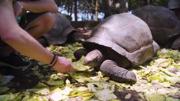 Giant Tortoise Being Hand Fed Lettuce Man Animal Sanctuary — стоковое видео