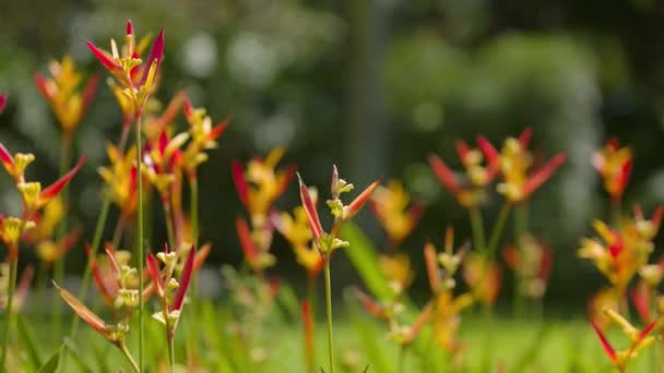 Heliconia Çiçekleri Rüzgarlı Esintide Sallanıyor Arka Plan Bulanık — Stok video
