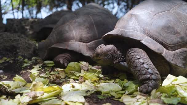 Giant Tortoise Eating Lettuce Next Another Turtle Rainforest — Vídeos de Stock