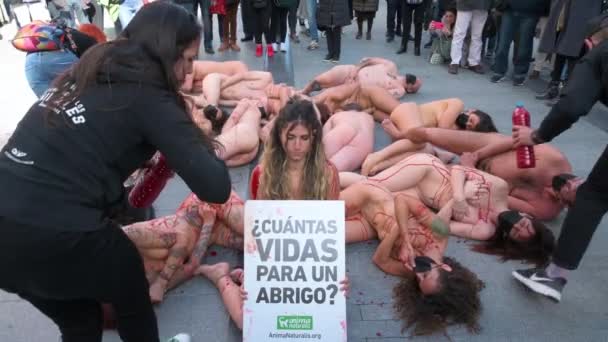 Pro Animal Rights Activists Demonstrate Use Animals Fur While Laying — 비디오
