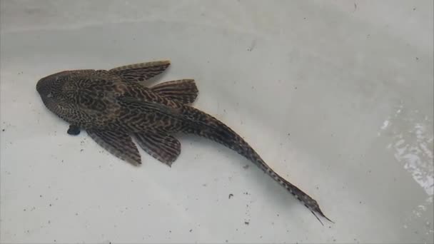 Loricariidae Vagy Commeon Pleco Tiszta Hal Kacsint Akváriumban Szárazföldön Légző — Stock videók