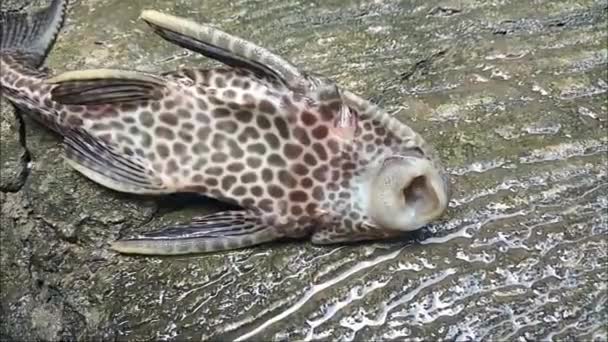 Primer Plano Boca Hypostomus Plecostomus Respiración Tierra — Vídeo de stock