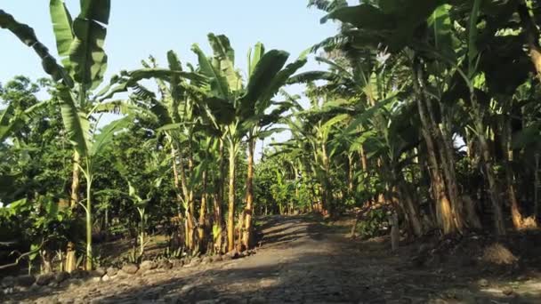 アフリカのサオ トゥームバナナ農園の間を — ストック動画