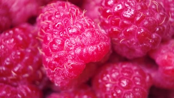 Macro Shot Fresh Juicy Raspberries Organically Grown Eco Friendly — Video
