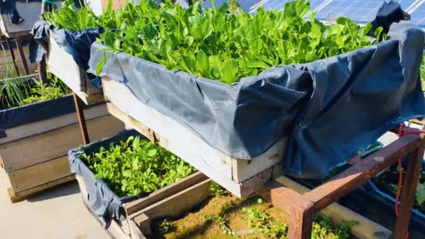 Raw Fresh Vegetables Grown Small Home Kitchen Garden Rooftop — 비디오