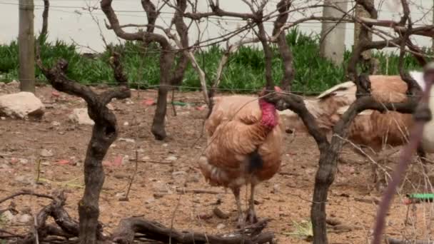 Close Image Turkeys Eating Fence — Video