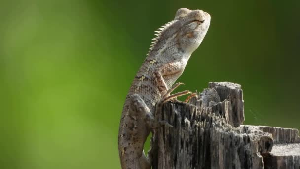 Lizard Waiting Food Tree — Video Stock