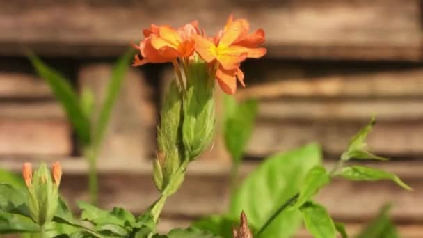 Firecracker Flowers Domestic Gardening Horticulture — ストック動画
