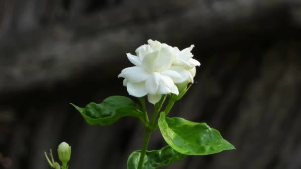 Beautiful Jasmin Flower Mov — Stock videók