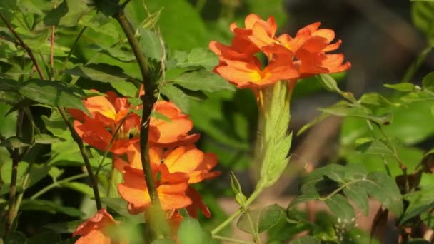 Beautiful Firecracker Flower Home — Vídeo de stock
