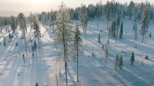 Snöig Landsbygd Och Skog Vintern Rovaniemi Lappland Finland Flygdrönarskott — Stockvideo