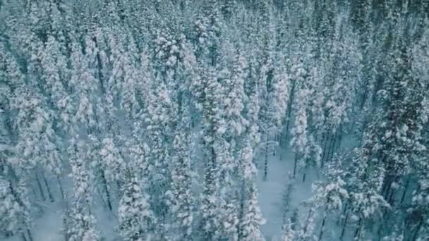 Bosque Cubierto Nieve Invierno Laponia Finlandia Antena — Vídeos de Stock