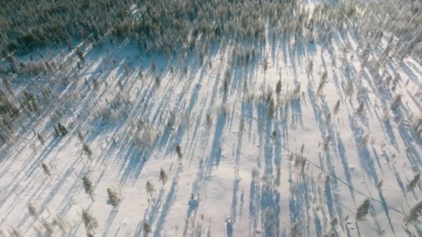 Aerial View Pine Tree Forest Covered Snow Sunlit Sunset Time — Wideo stockowe