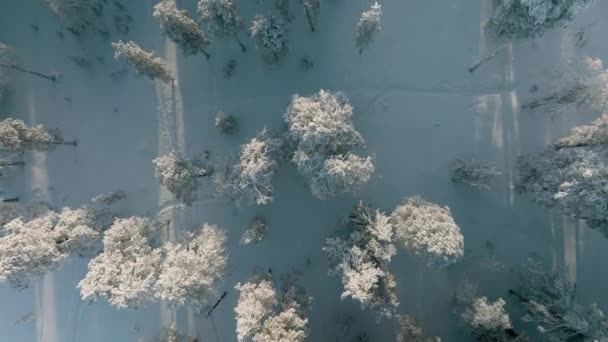 Ett Kluster Tallar Täckta Frost Och Snö Vintern Rovaniemi Forest — Stockvideo