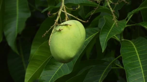 Beautiful Mango Food Closeup — Stockvideo
