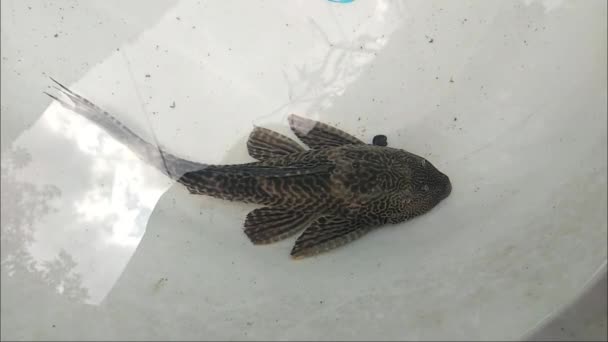 Loricariidae Commeon Pleco Clean Fish Primer Plano Hypostomus Plecostomus — Vídeos de Stock