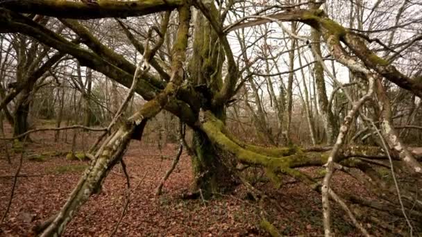 Very Dark Beech Tree Forest — Vídeo de stock