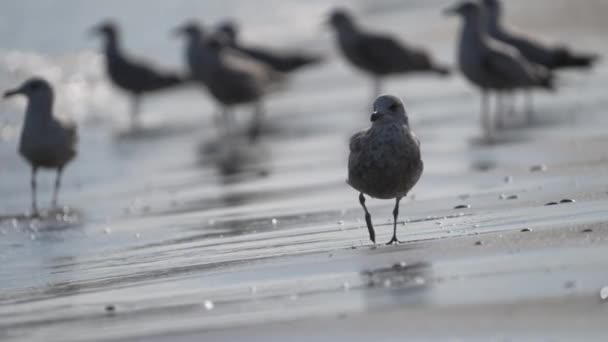 Slow Motion View Lone Seagull Wandering Beach Group Washing Waves — Stock video