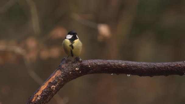 Bright Great Tit Dripping Wet Brown Branch Look Fly Out — Stock videók
