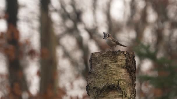 Small Crested Tit Look Ground Tree Stub Fly Out Frame — Stockvideo