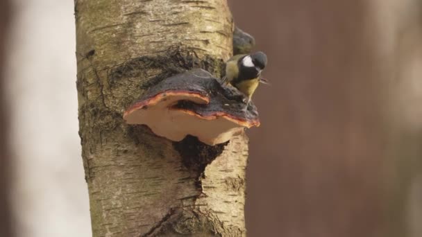 Great Tit Fluttering Wings While Slipping Sliding Slippery Shelf Fungus — Vídeo de Stock