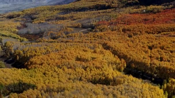 Colorful Changing Tree Colors Norther Utah Yellow Trees Shown Fall — Stock Video