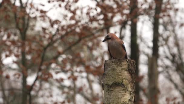 Relaxed Jay Resting Large Tree Stump Golden Autumn Color Surroundings — Stock video