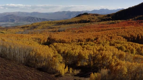 Colorful Changing Tree Colors Norther Utah Yellow Trees Shown Fall — Vídeos de Stock