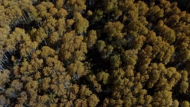 Цветные Изменения Окраске Деревьев Северного Утах Желтые Деревья Показывают Осенью — стоковое видео