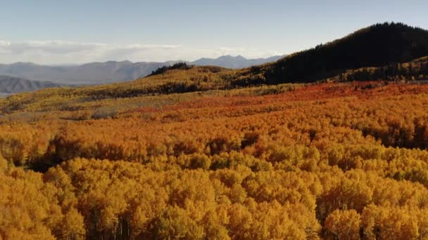 Die Farbenfrohen Sich Verändernden Baumfarben Von Norther Utah Die Gelben — Stockvideo