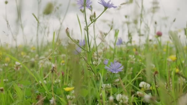 Przemierzając Bujną Zieloną Łąkę Fioletowymi Ostami Białymi Kwiatami Kukurydzy — Wideo stockowe