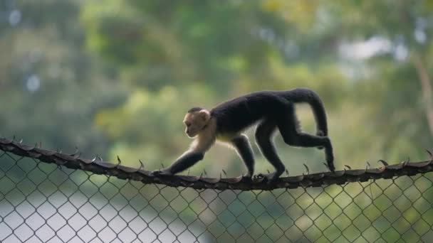 Capuchin Monkey Walking Fence Costa Rica Slow Motion Pan Shot — Vídeo de Stock