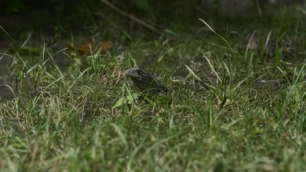 Törpe Szakállas Sárkány Leselkedik Magas Fűben Hirtelen Fut Dzsungelben — Stock videók